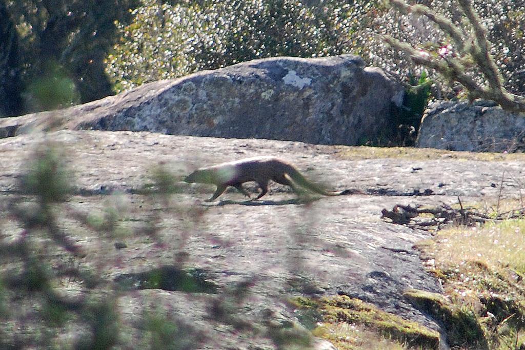Bubulcus And Bolotas - Off Grid Nature Holiday Home Vimieiro  Eksteriør billede